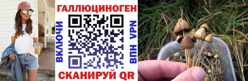 Купить где  Сибай  Галлюциногенные грибы Psilocybine cubensis 